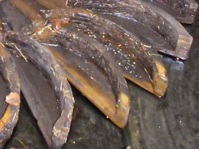 Pas de rodicio de madeira