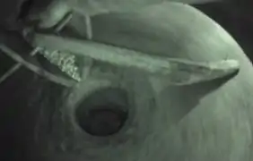 Vídeo Muíños Picón Folón 2